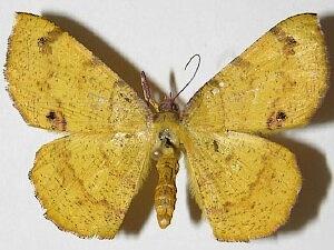 Erastria decrepitaria